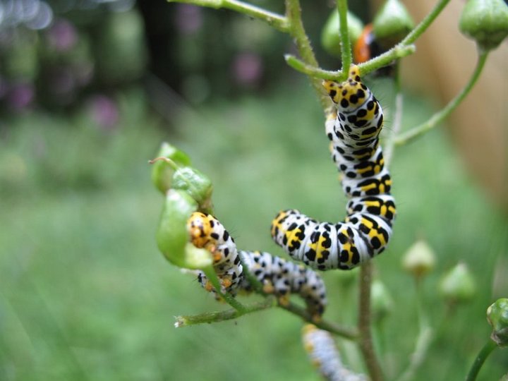 Cuculies de la scrophulaire 2